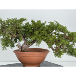 Juniperus sabina A01319 view 4