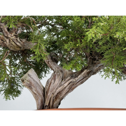 Juniperus sabina A01319 view 5