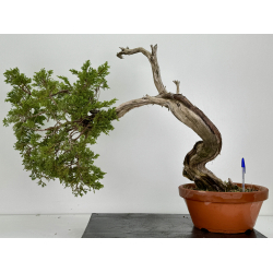 Juniperus sabina A01128