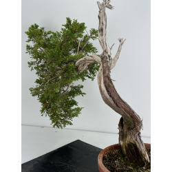 Juniperus sabina A01128 view 3