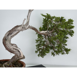 Juniperus sabina A01128 view 4