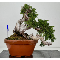 Juniperus sabina A01633