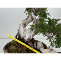 Juniperus sabina A01633 view 2