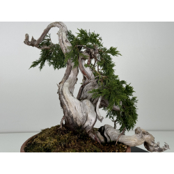 Juniperus sabina A01633 view 3