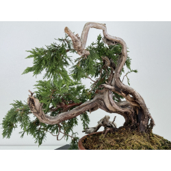 Juniperus sabina A01633 view 4