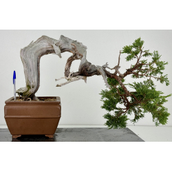 Juniperus sabina A01602