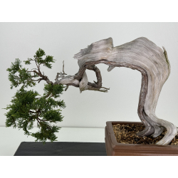 Juniperus sabina A01602 view 4