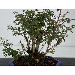 Berberis I-7367 view 2