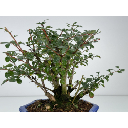 Berberis I-7367 view 3