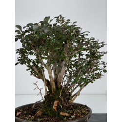 Berberis I-7370 view 3