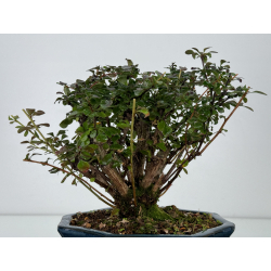 Berberis I-7371 view 3