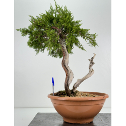 Juniperus sabina -sabina rastrera- A01317