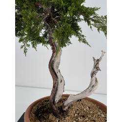 Juniperus sabina A01317 view 2