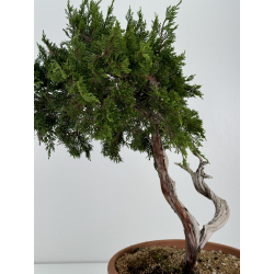 Juniperus sabina A01317 view 3