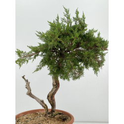 Juniperus sabina A01317 view 4