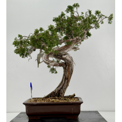 Juniperus sabina A01180