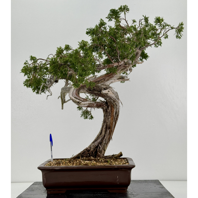 Juniperus sabina A01180