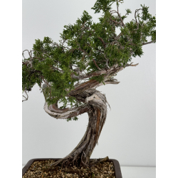 Juniperus sabina A01180 view 2