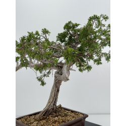 Juniperus sabina A01180 view 4