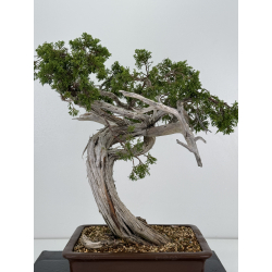 Juniperus sabina A01180 view 6