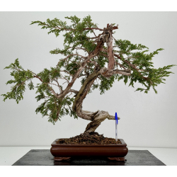 Juniperus sabina A01318