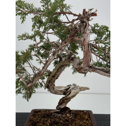 Juniperus sabina A01318 view 2