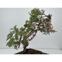 Juniperus sabina A01318 view 4