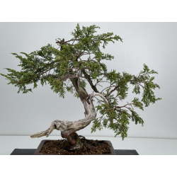 Juniperus sabina A01318 view 5