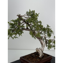 Juniperus sabina A01318 view 6