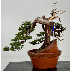 Juniperus sabina -sabina rastrera- A01321