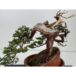 Juniperus sabina A01321 view 2