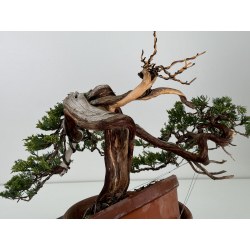 Juniperus sabina A01321 view 3