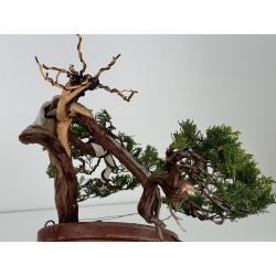 Juniperus sabina A01321 view 4