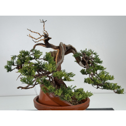 Juniperus sabina A01321 view 5