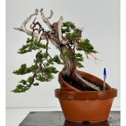 Juniperus sabina -sabina rastrera- A01629