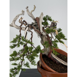 Juniperus sabina A01629 view 2