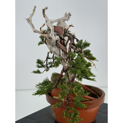 Juniperus sabina A01629 view 4