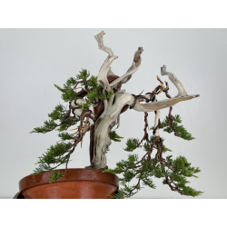 Juniperus sabina A01629 view 5