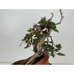 Juniperus sabina A01629 view 6