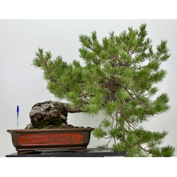 Pinus sylvestris (pino silvestre europeo) I-7378