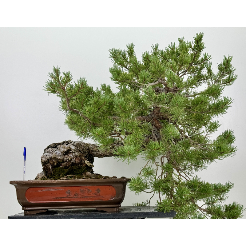 Pinus sylvestris I-7378