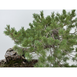 Pinus sylvestris I-7378 view 2