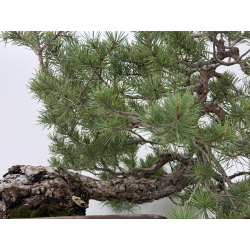 Pinus sylvestris I-7378 view 3