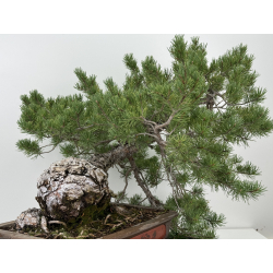 Pinus sylvestris I-7378 view 4