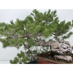 Pinus sylvestris I-7378 view 6