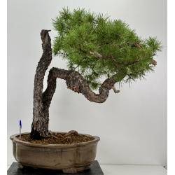 Pinus sylvestris I-7377