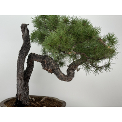 Pinus sylvestris I-7377 view 2