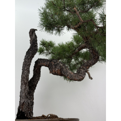 Pinus sylvestris I-7377 view 3