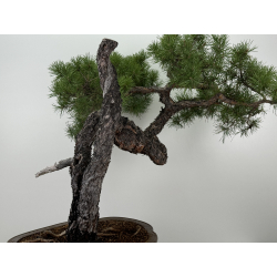 Pinus sylvestris I-7377 view 4