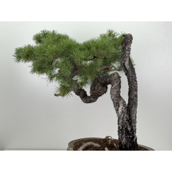 Pinus sylvestris I-7377 view 5